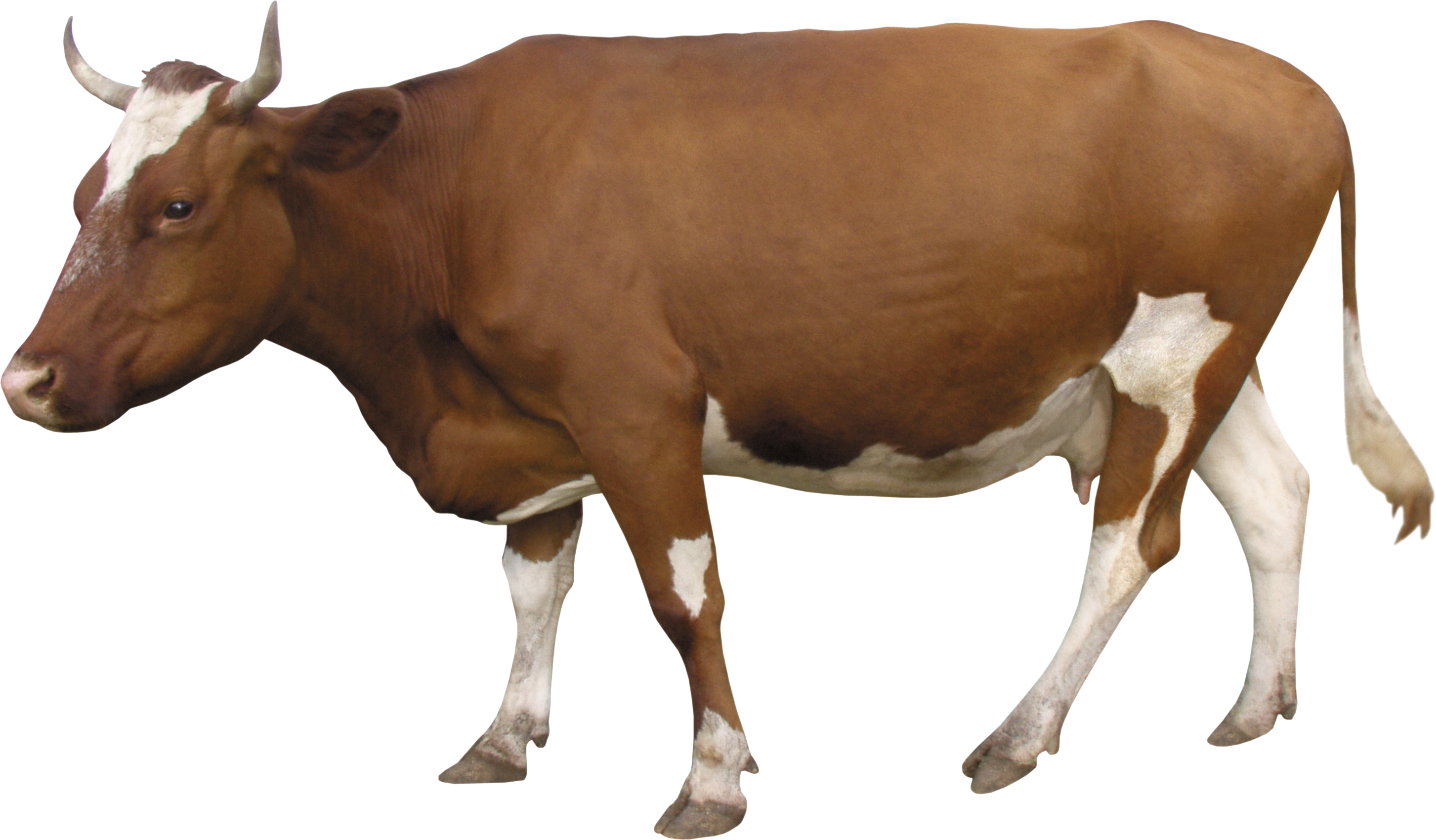 cow_PNG50563